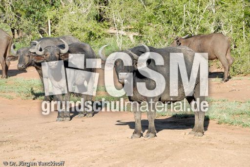 Afrikanischer Büffel (31 von 102).jpg